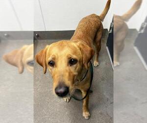 Labrador Retriever Dogs for adoption in HESPERIA, CA, USA