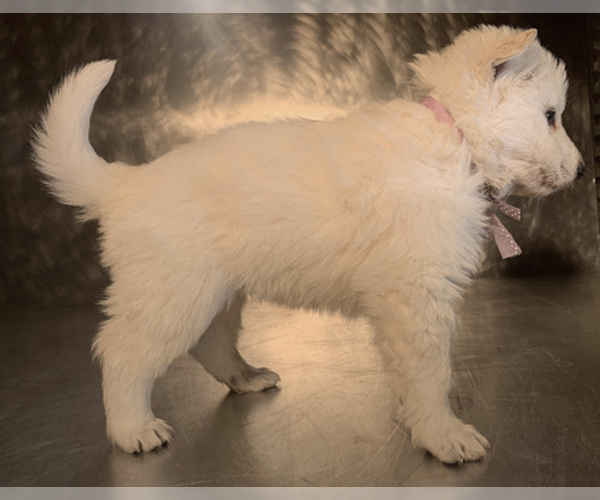 Medium Photo #32 German Shepherd Dog Puppy For Sale in WASHINGTON, NJ, USA