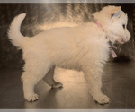 Small Photo #32 German Shepherd Dog Puppy For Sale in WASHINGTON, NJ, USA