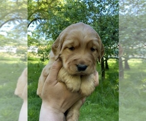 Golden Retriever Puppy for sale in POWERS, OR, USA