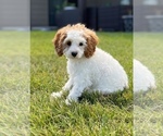 Puppy 1 Cavapoo-Poodle (Toy) Mix