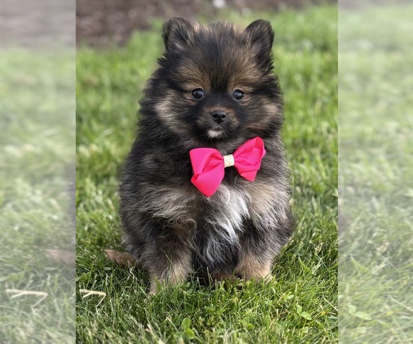 Medium Photo #7 Pomeranian Puppy For Sale in ROCK STREAM, NY, USA