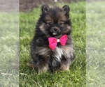 Small #6 Pomeranian