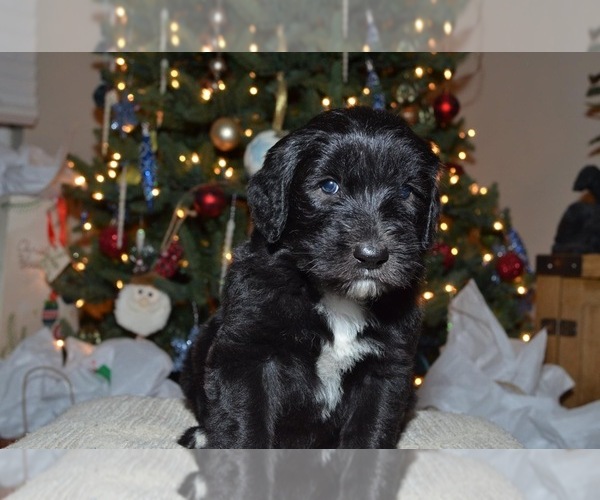 Medium Photo #3 Sheepadoodle Puppy For Sale in COTTONWD HGTS, UT, USA