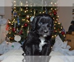 Small Photo #3 Sheepadoodle Puppy For Sale in COTTONWD HGTS, UT, USA