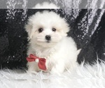 Small Photo #4 Maltese Puppy For Sale in WARSAW, IN, USA