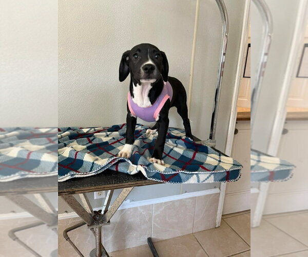 Medium Photo #2 Labbe Puppy For Sale in Osgood, IN, USA