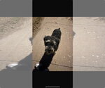 Small #3 Poodle (Miniature) Mix