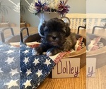 Puppy Dolley Poodle (Miniature)-Zuchon Mix