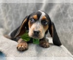Small #9 Beagle