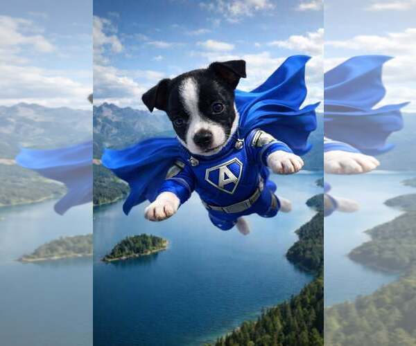 Medium Photo #2 Chihuahua-Unknown Mix Puppy For Sale in Corona, CA, USA