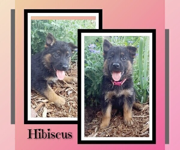 Medium Photo #21 German Shepherd Dog Puppy For Sale in BROOKFIELD, MO, USA
