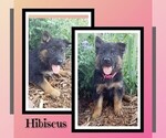 Small Photo #21 German Shepherd Dog Puppy For Sale in BROOKFIELD, MO, USA