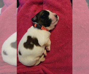 Bullmastiff-Saint Bernard Mix Puppy for sale in IRVING, NY, USA