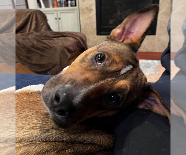 Medium Photo #2 American Pit Bull Terrier-Unknown Mix Puppy For Sale in Fargo, ND, USA