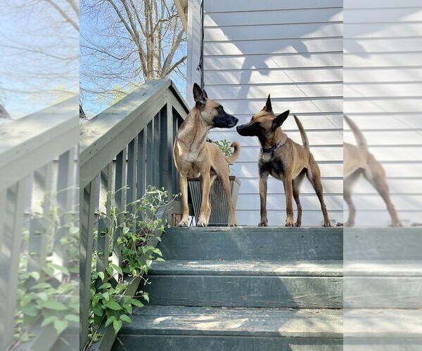 Medium Photo #2 Mutt Puppy For Sale in Imlay City, MI, USA