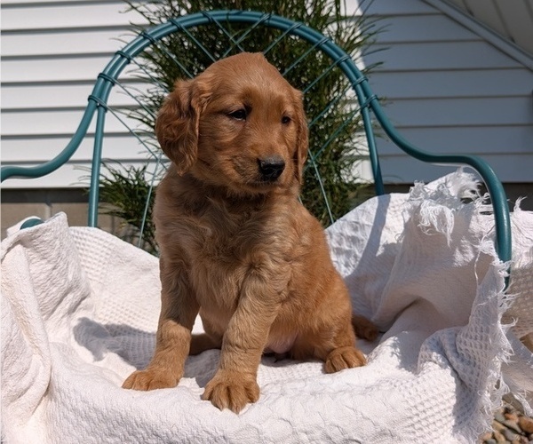 Medium Photo #6 Golden Retriever Puppy For Sale in GOSHEN, IN, USA