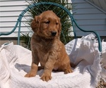 Small #5 Golden Retriever