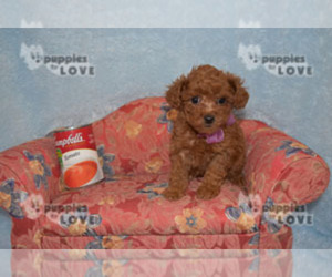 Poodle (Toy) Puppy for sale in SANGER, TX, USA