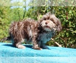 Small #6 ShihPoo