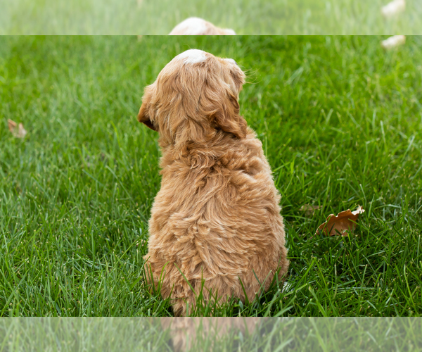 Medium Photo #24 Goldendoodle-Poodle (Miniature) Mix Puppy For Sale in NAPPANEE, IN, USA