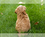 Small #23 Goldendoodle-Poodle (Miniature) Mix