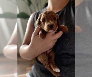 Poodle (Toy) Puppy for Sale in CLEVER, Missouri USA