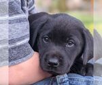Small Photo #3 Labrador Retriever Puppy For Sale in ARLINGTON, KS, USA