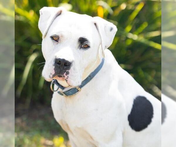 Medium Photo #1 Mutt Puppy For Sale in Camarillo, CA, USA