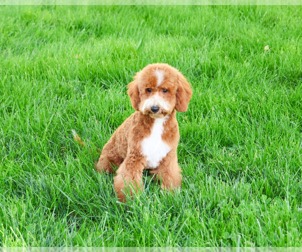Medium Photo #4 Goldendoodle mix (+ Poodle Miniature) Puppy For Sale in SYRACUSE, IN, USA