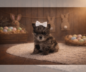 Pomeranian Puppy for sale in RIPLEY, MS, USA