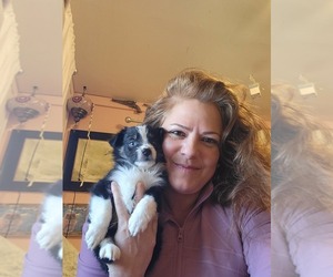 Mutt Puppy for sale in WILLIAMSBURG, CO, USA