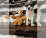 Small Photo #1 Pomsky Puppy For Sale in CHICAGO RIDGE, IL, USA