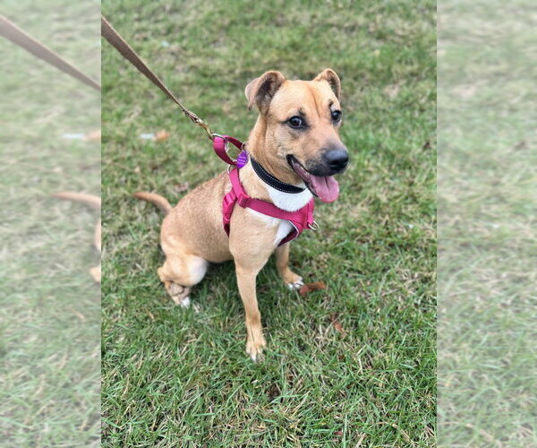 Medium Photo #6 Labrador Retriever-Unknown Mix Puppy For Sale in Greenbelt, MD, USA
