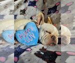 Small Photo #5 French Bulldog Puppy For Sale in St. Louis Park, MN, USA