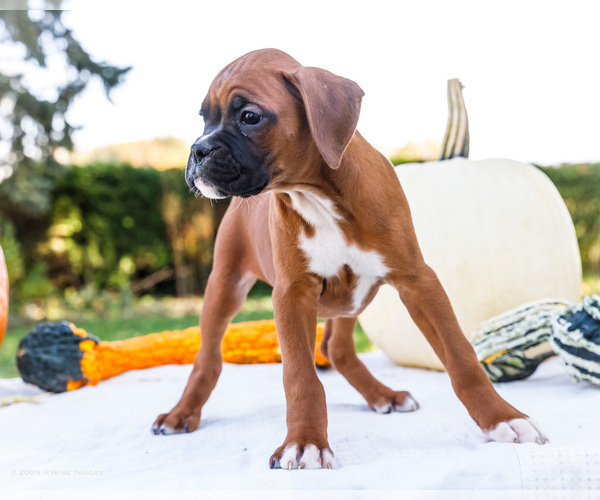 Medium Photo #5 Boxer Puppy For Sale in WAKARUSA, IN, USA