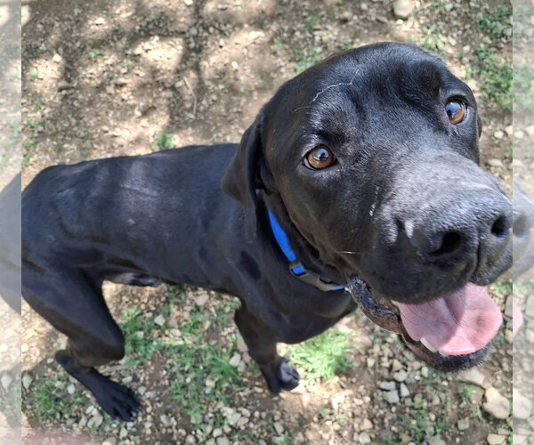 Medium Photo #2 Great Dane-Labrador Retriever Mix Puppy For Sale in Mountain View, AR, USA