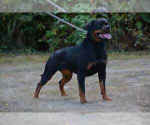 Rottweiler Puppy for Sale in YUCAIPA, California USA