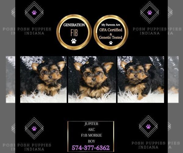 Medium Photo #42 Morkie Puppy For Sale in WARSAW, IN, USA