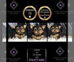 Small Photo #42 Morkie Puppy For Sale in WARSAW, IN, USA