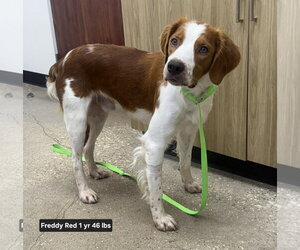 Brittany Dogs for adoption in Curwensville, PA, USA