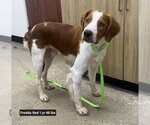 TX/Freddy Red - Male Brittany Dog for Adoption - Small photo