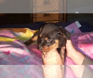 Rottweiler Puppy for sale in IOLA, TX, USA