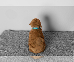 Small #4 Poodle (Miniature)