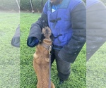 Small Photo #6 Belgian Malinois Puppy For Sale in GREENVILLE, SC, USA