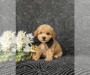 Bichpoo Puppy for sale in LEOLA, PA, USA