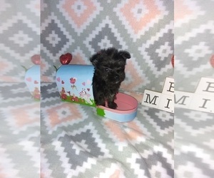 Medium Poodle (Toy)