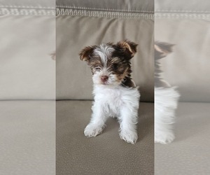Yorkshire Terrier Puppy for sale in KINGMAN, AZ, USA