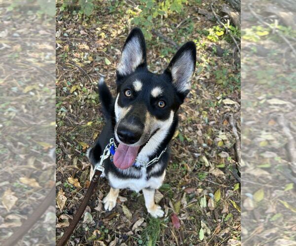 Medium Photo #1 German Shepherd Dog-Unknown Mix Puppy For Sale in Mt. Airy, MD, USA