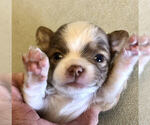 Small Photo #2 Chihuahua Puppy For Sale in NEWVILLE, PA, USA